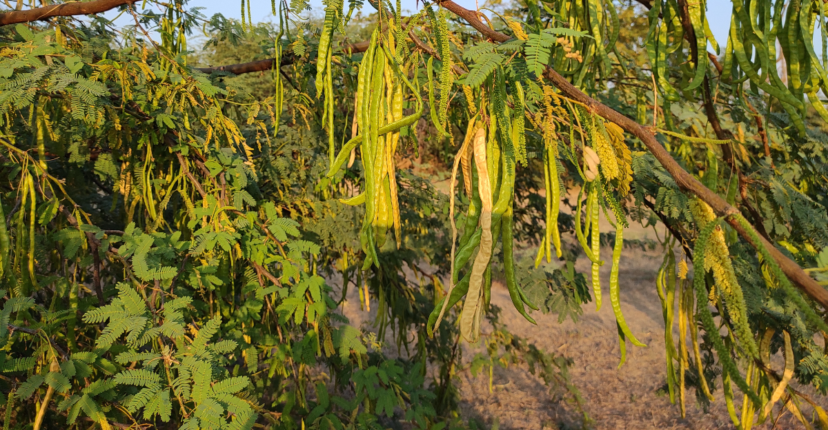 tree (featured image)