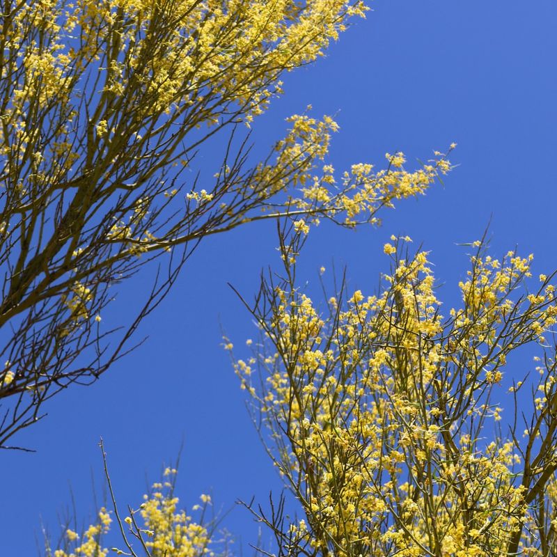 Blue Palo Verde Builds Light Shade And Thrives In Extreme Heat
