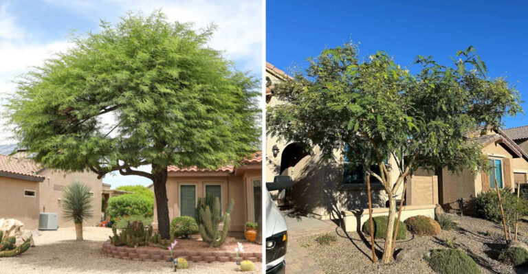 8 Desert Trees That Bring Shade To Your Phoenix, Arizona Backyard
