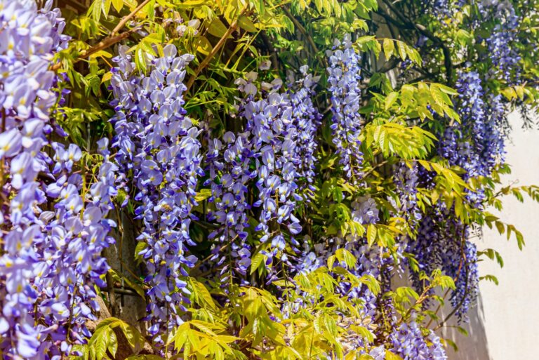 wisteria