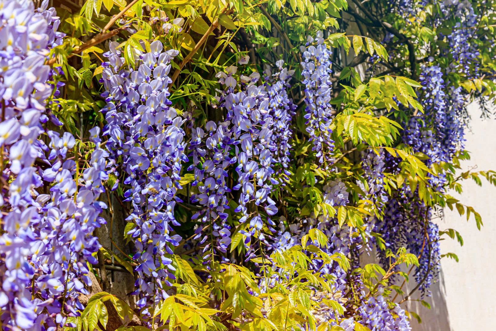 wisteria