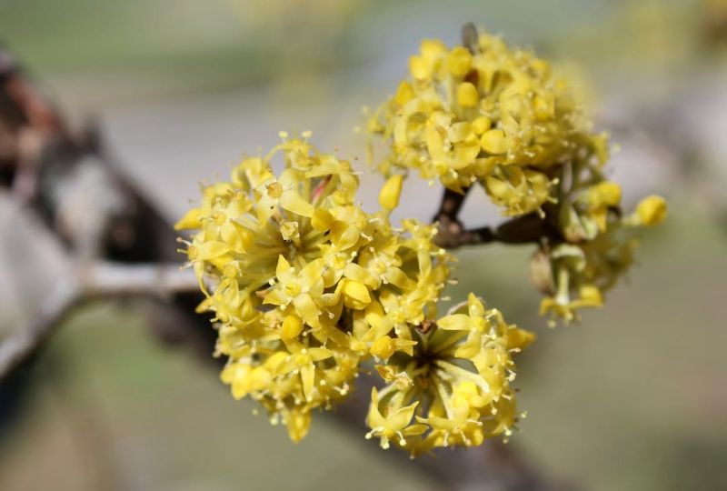 Cornelian Cherry With The Early Blooms