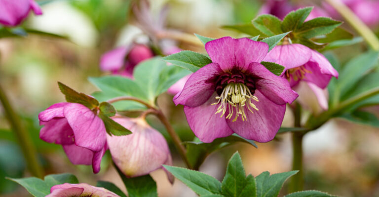 8 Early Bloomers That Love Oregon’s March Weather