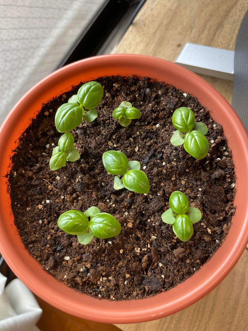 Choose High-Quality Basil Seeds