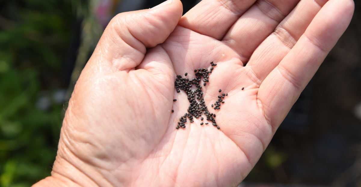 8 Easy Steps To Grow Basil From Seed In Pennsylvania