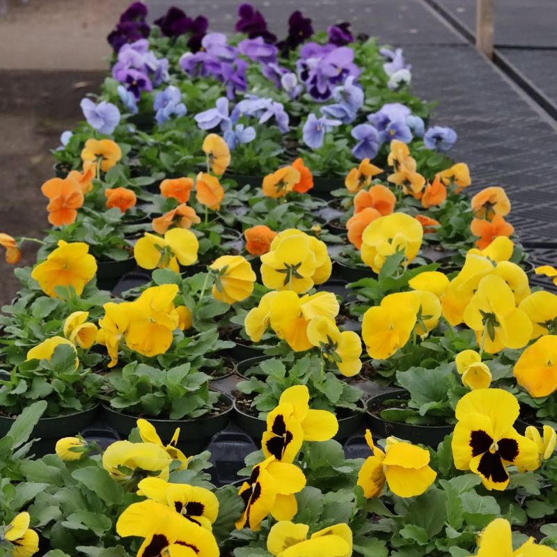 Cool-Season Pansies For Early Color