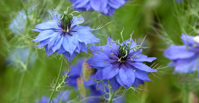 8 Easy To Grow Flowers Michigan Gardeners Can Start In March