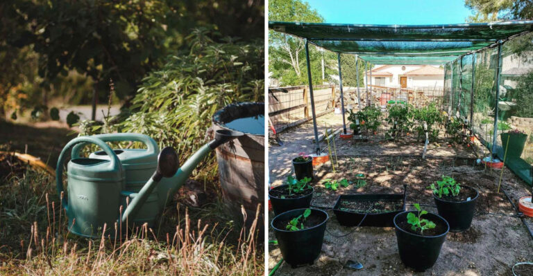 8 Essential Tips For Gardening In Arizona’s Desert Climate