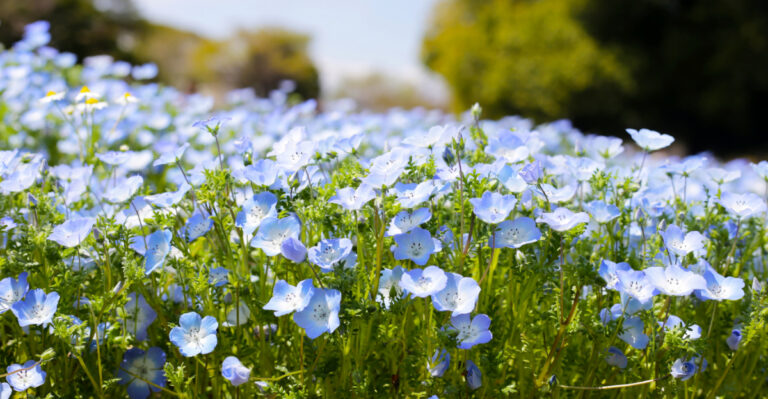 8 Fast-Growing Flowers In California That Love Spring Sun