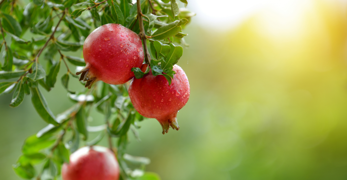8 Fast-Growing Fruit Trees Georgia Gardeners Can Easily Grow In Their Backyards