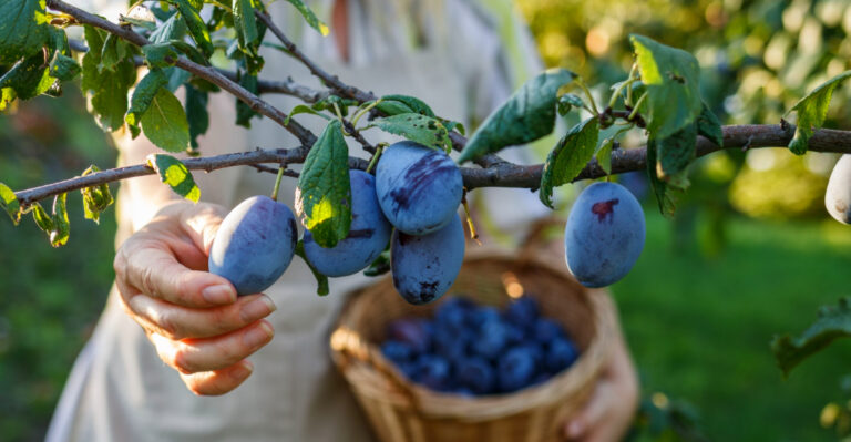 8 Fast-Growing Fruit Trees You Can Easily Grow In Your Texas Backyard