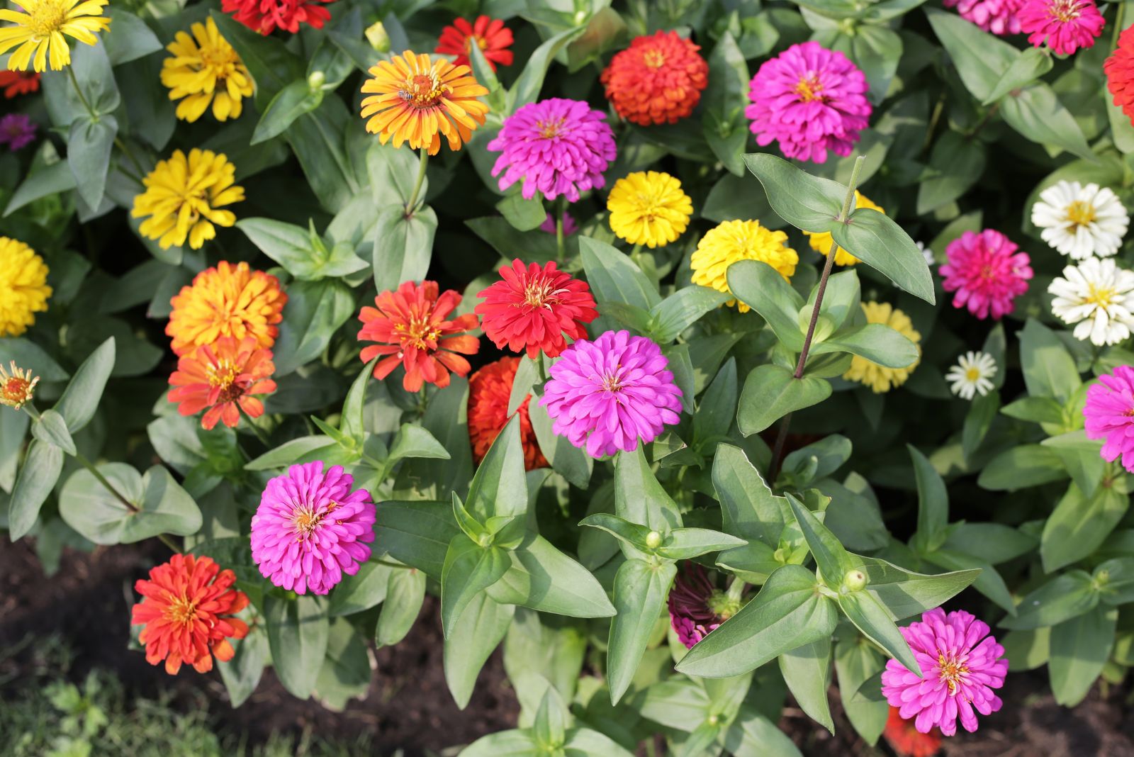 zinnias