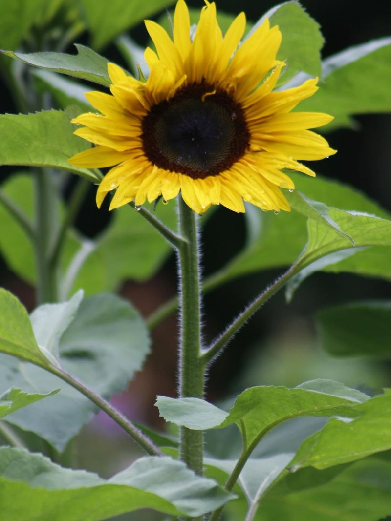 Sunflowers (Helianthus Annuus)