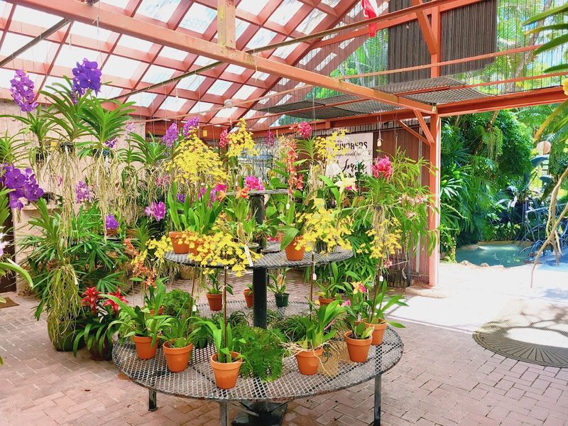 R. F. Orchids Nursery With Stunning, Bold Blooms
