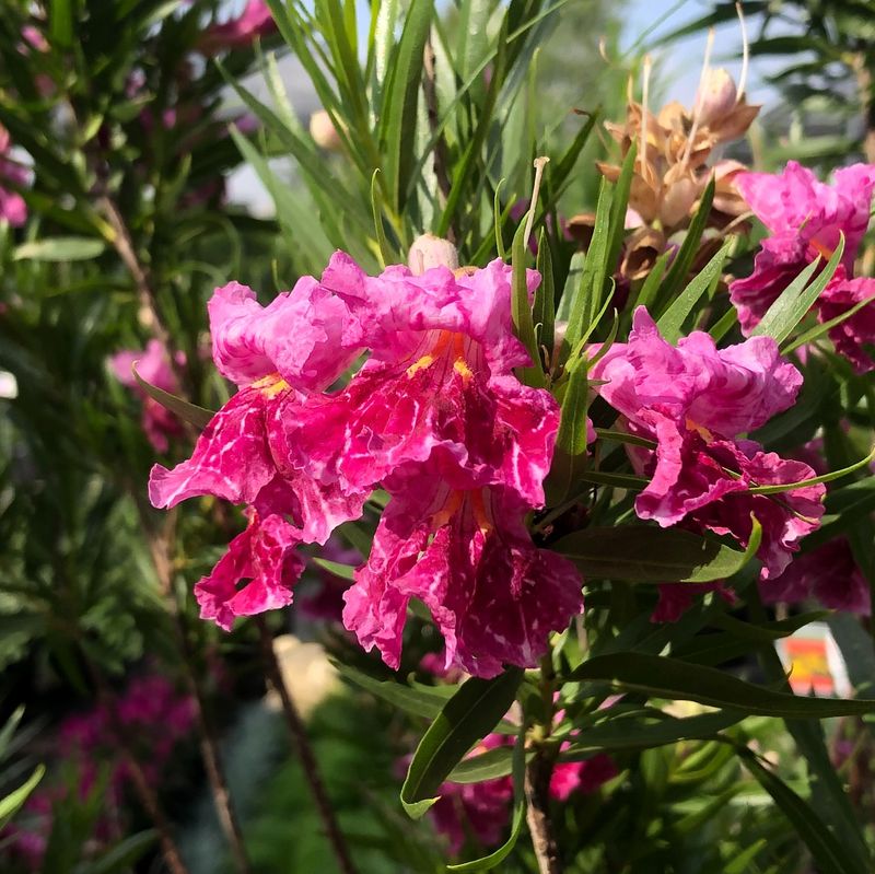 Desert Willow Provides Light Shade And Summer Blooms