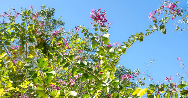 tree (featured image)