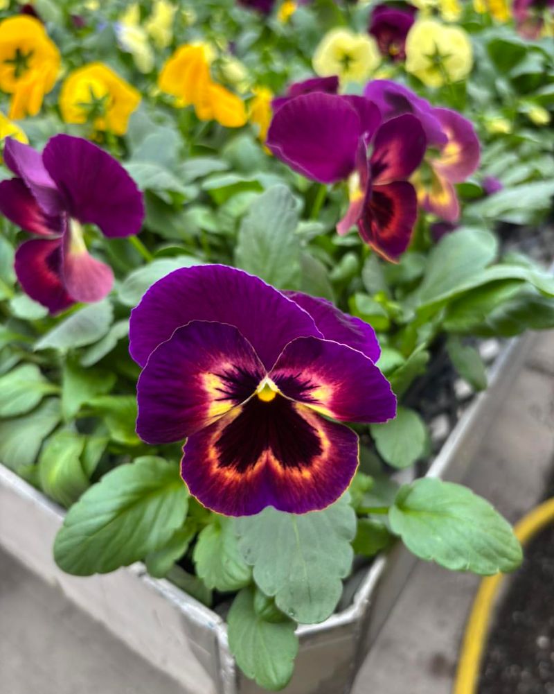 Pansies