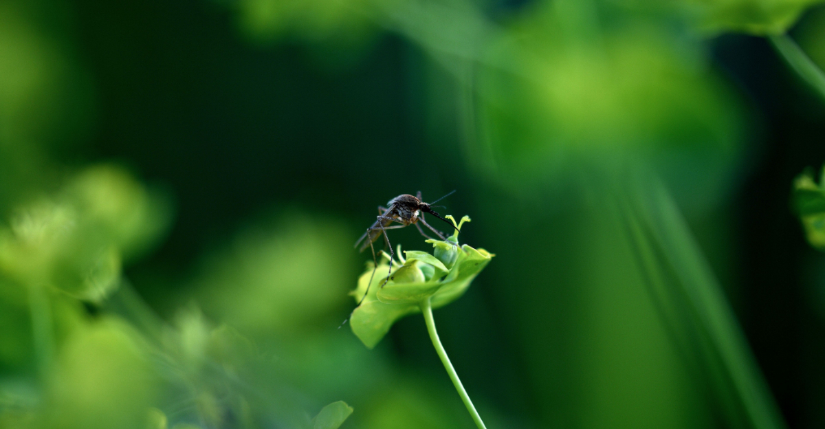 8 Fragrant Plants For North Carolina Yards During Mosquito Season