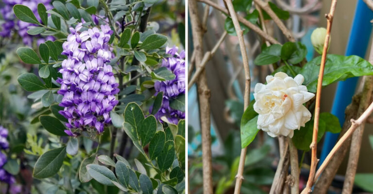 8 Fragrant Plants That Make Arizona Backyards Smell Amazing