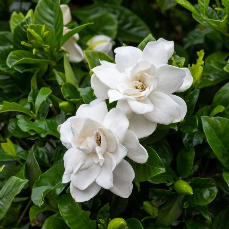 Gardenia With Classic Southern Perfume