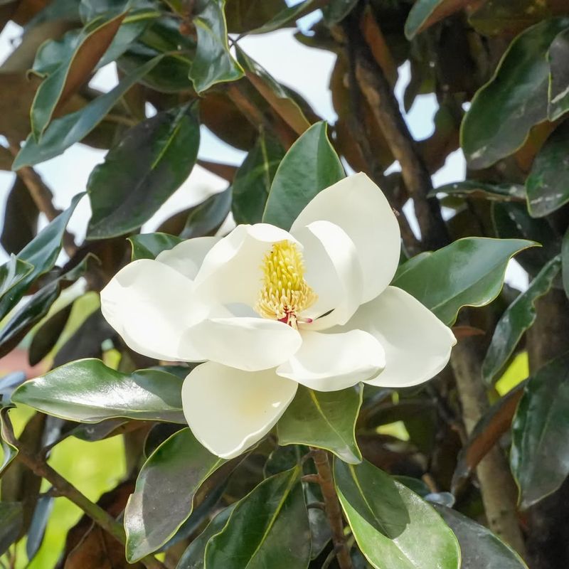 Southern Magnolia Produces Large Highly Fragrant Blooms