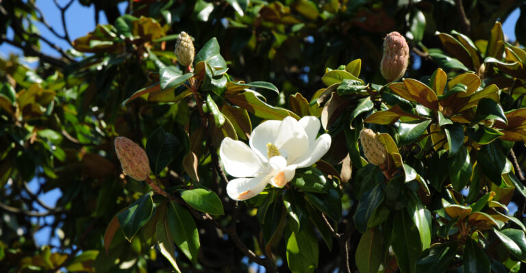 tree (featured image)