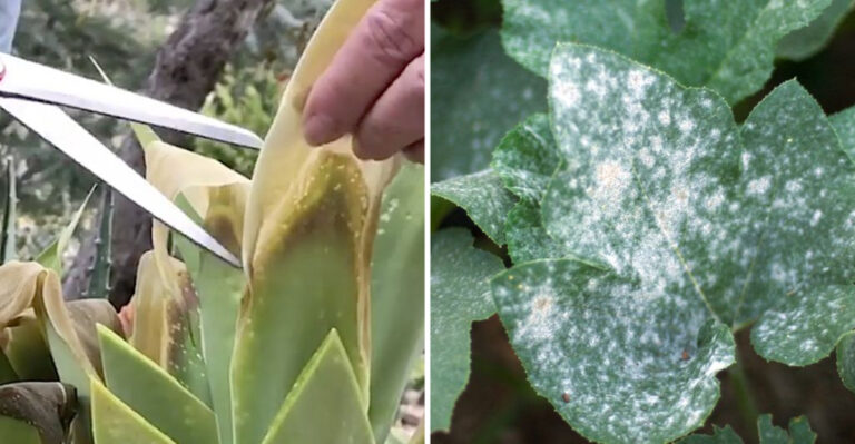 8 Frost Recovery Mistakes That Hurt Louisiana Gardens