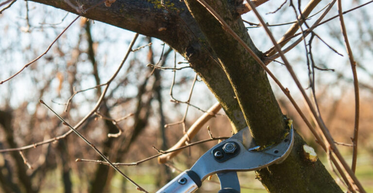 pruning a tree