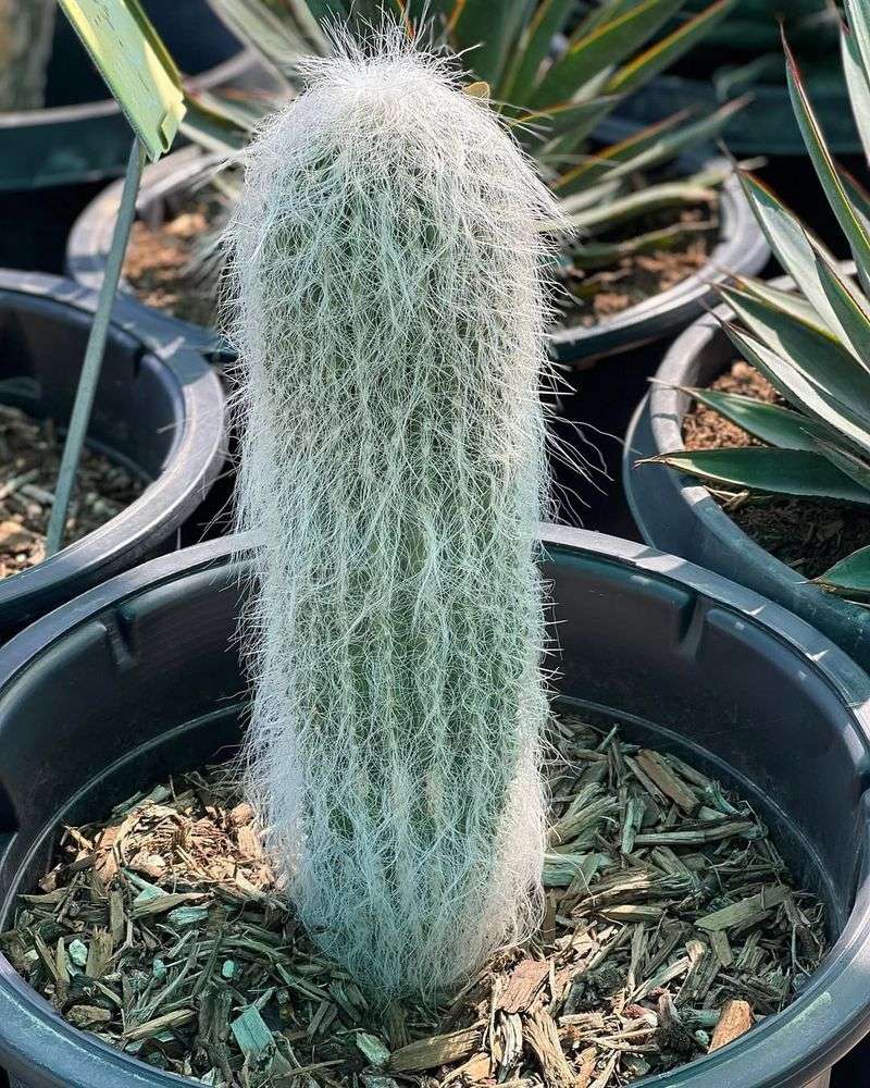 Old Man Cactus Adds Soft White Texture