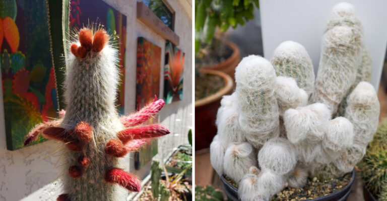 8 Fuzzy Cacti That Bring Whimsy And Texture To Arizona Desert Gardens