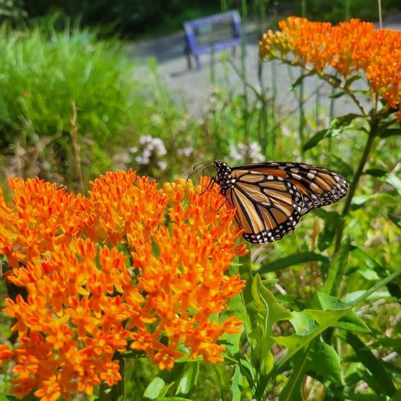 Pollinator Garden With Milkweed That Draws Butterflies