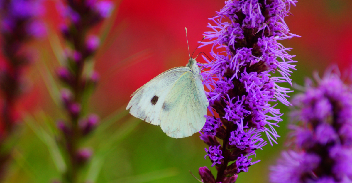 8 Georgia Backyard Habitat Ideas That Support Wildlife