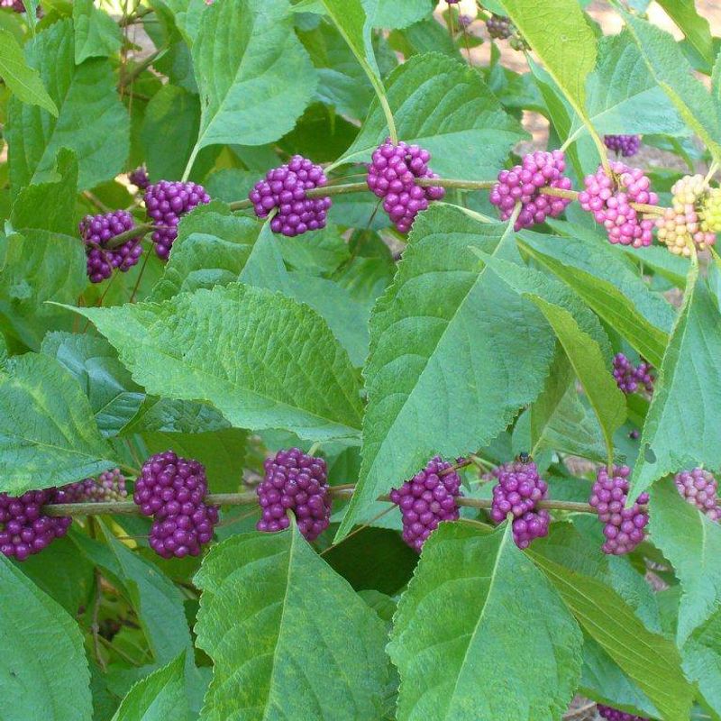 American Beautyberry Responds Well To A Fresh Spring Cut