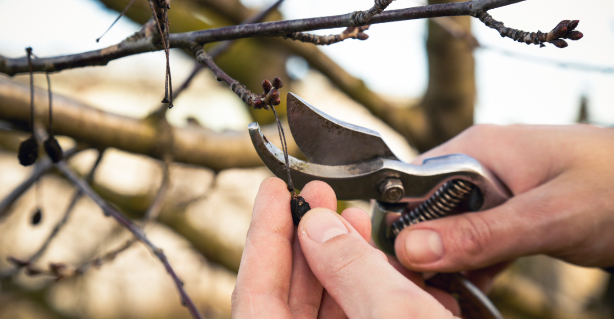 pruning plants (featured image)