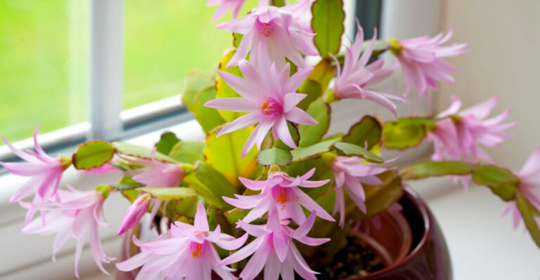 8 Great Places To Grow Easter Cactus In California Indoors Or Out