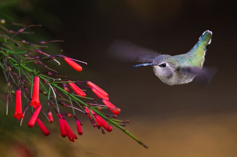 Red Yucca Produces Nectar Rich Blooms Hummingbirds Visit Often