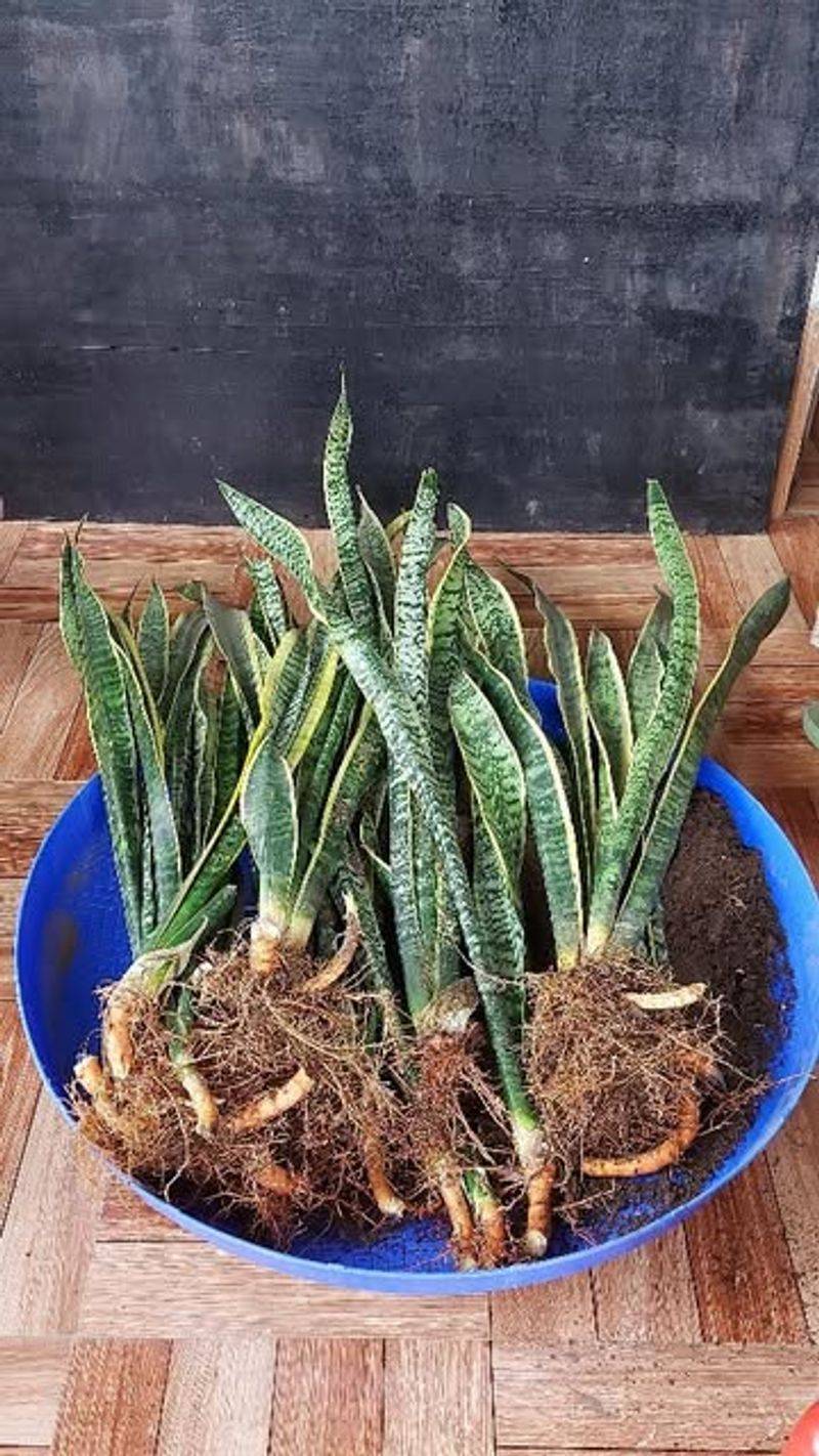 Snake Plant Divides Easily Through Its Underground Rhizomes