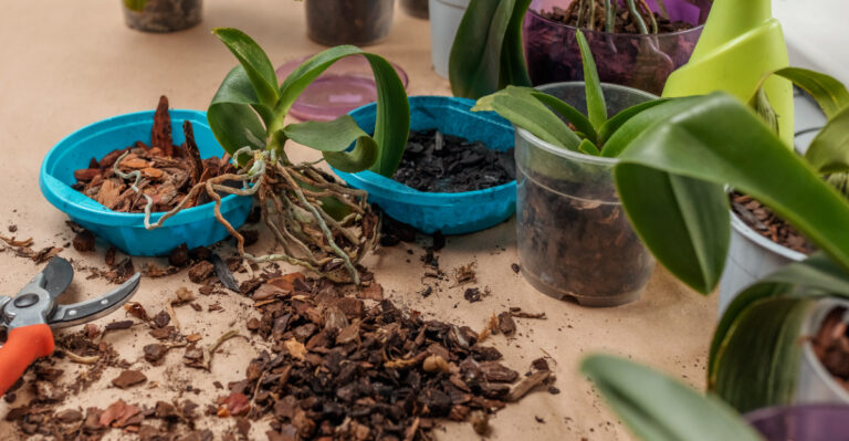 plants (featured image)