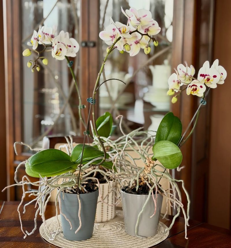 Phalaenopsis Orchid Produces Elegant Blooms That Last For Months
