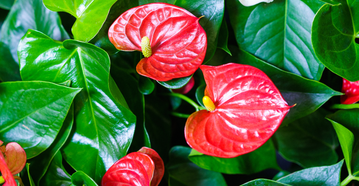 houseplant (featured image)