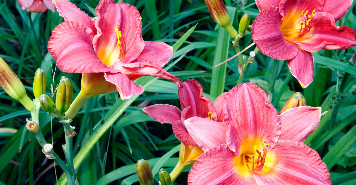 gorgeous daylilies