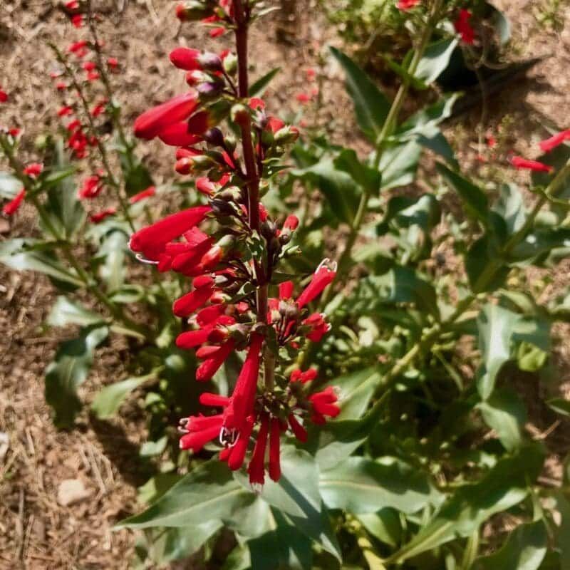 Firecracker Penstemon Brings Bright Red Blooms In Early Season