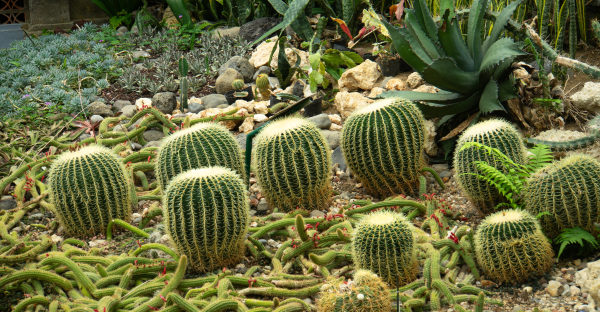 cactus (featured image)