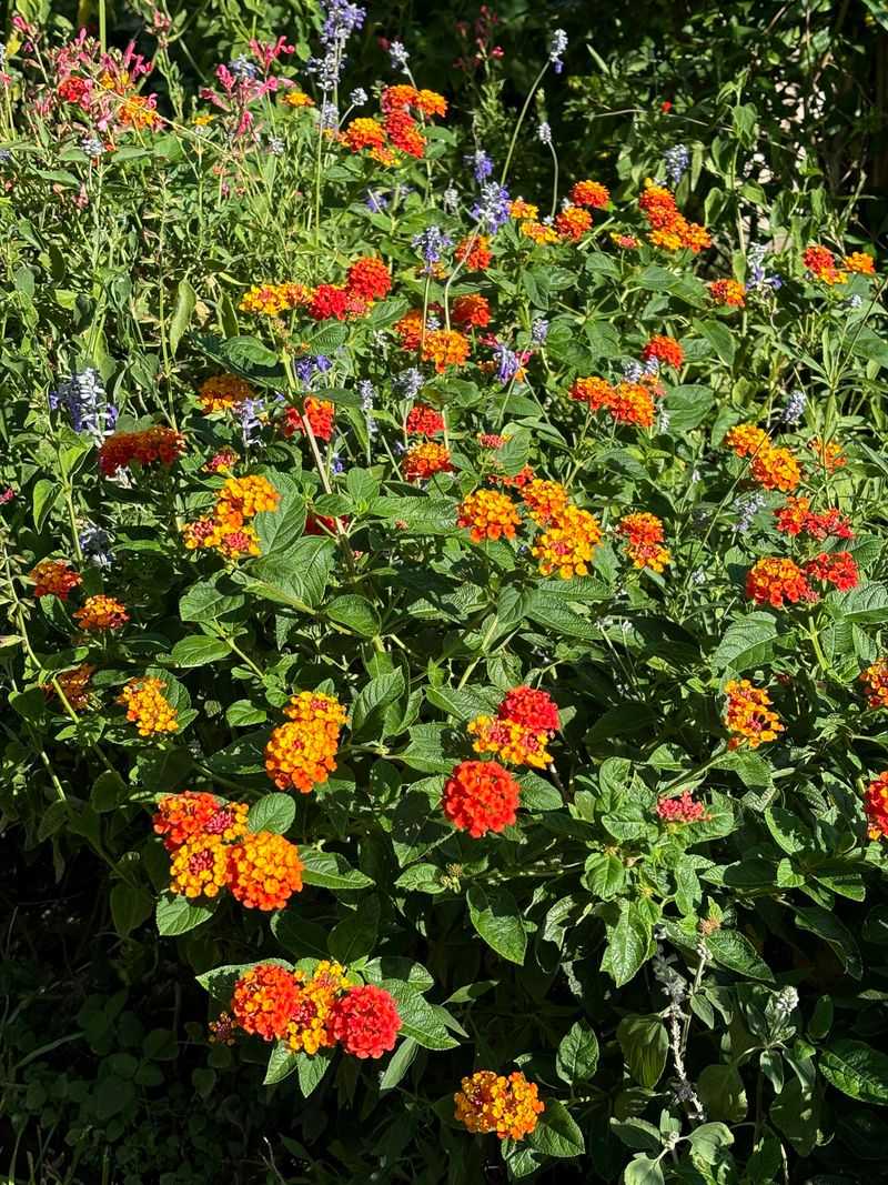 Lantana Keeps Blooming In Texas Heat