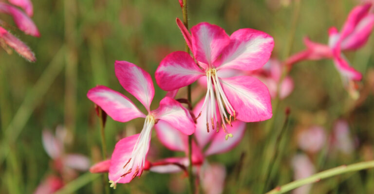 8 Long Blooming Flowers That Handle Texas Heat With Minimal Care
