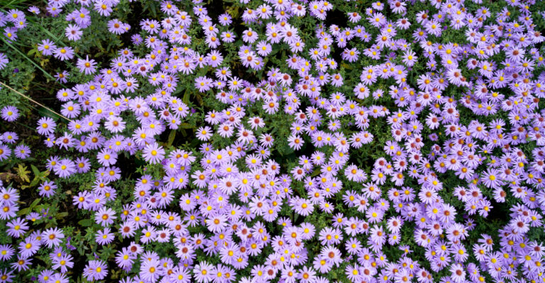 purple flowers