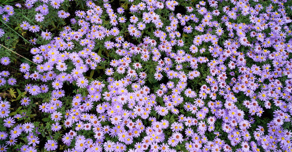 purple flowers