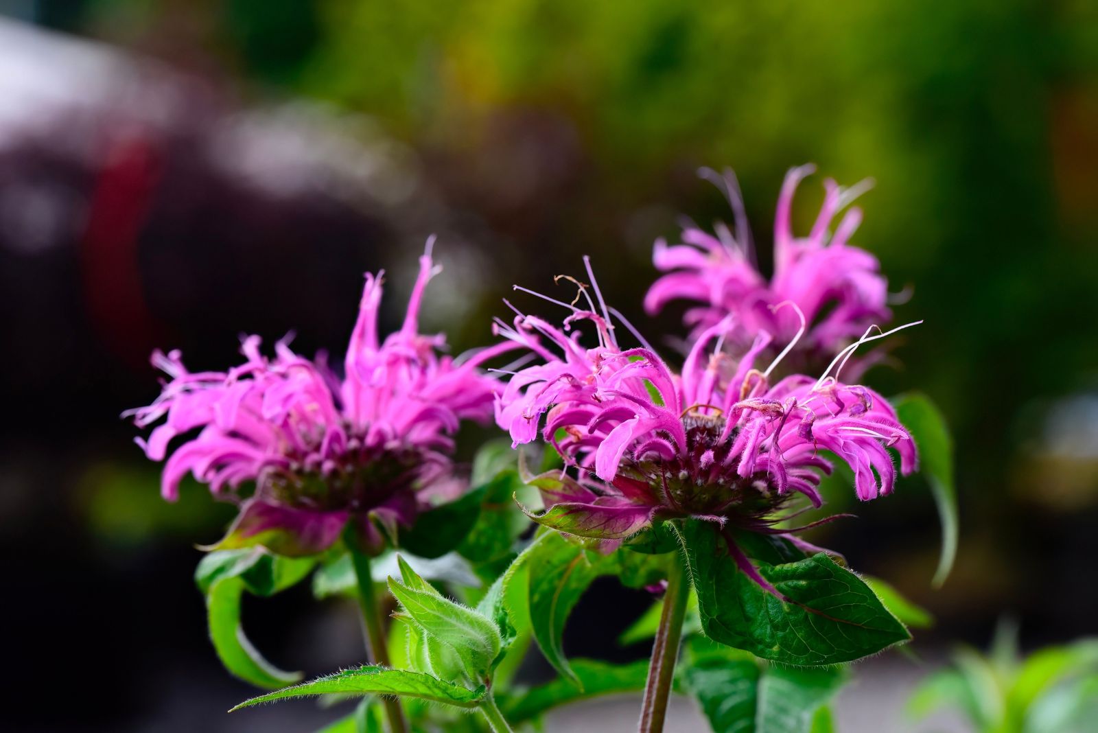 bee balm