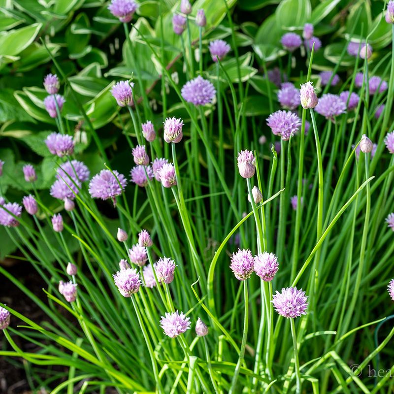 Chives Come Back Early And Grow With Almost No Effort