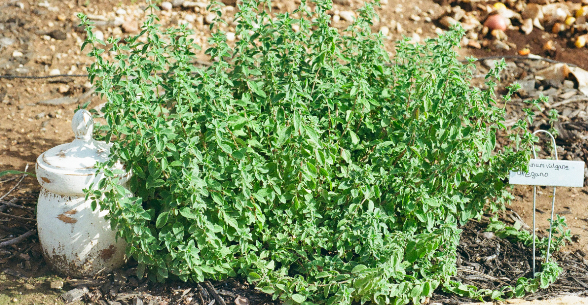 Origanum vulgare